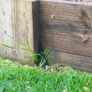 EzySNIP installed behind a tuft of grass.